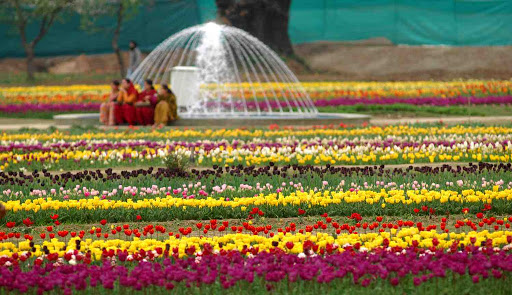 Tulip Festival